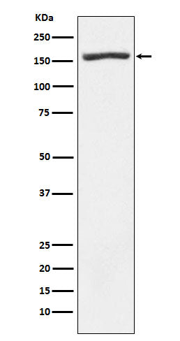 Western blot analysis of Nidogen 1 expression in Human fetal heart lysate.