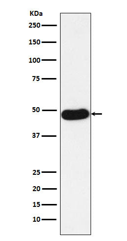 Anti-Napsin A NAPSA Monoclonal Antibody