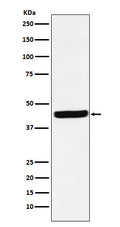 Western blot analysis of AHA1 expression in HepG2 cell lysate.