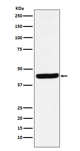 Western blot analysis of AHA1 expression in HepG2 cell lysate.