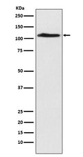 Western blot analysis of CHD1L expression in A549 cell lysate.