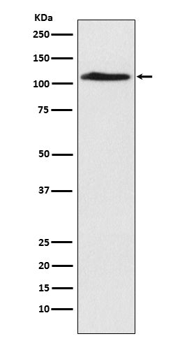 Western blot analysis of CHD1L expression in A549 cell lysate.