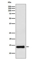 Western blot analysis of PROK1 expression in Raw264.7 cell lysate.