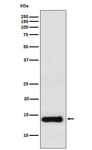 Western blot analysis of PROK1 expression in Raw264.7 cell lysate.