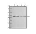 Anti-IKB beta Rabbit Monoclonal Antibody