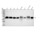 Anti-Rab9 RAB9A Rabbit Monoclonal Antibody