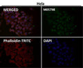 Immunofluorescent analysis using the Antibody at 1:50 dilution.