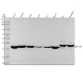 Anti-PHAPI2 / APRIL Rabbit Monoclonal Antibody