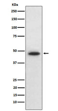 Western blot analysis of Wnt5b expression in HepG2 cell lysate.