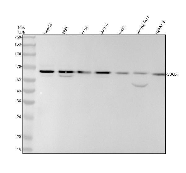 Anti-SUOX Rabbit Monoclonal Antibody
