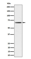 Western blot analysis of Phospho-P70 S6 Kinase beta (S371) expression in 293 cell lysate.