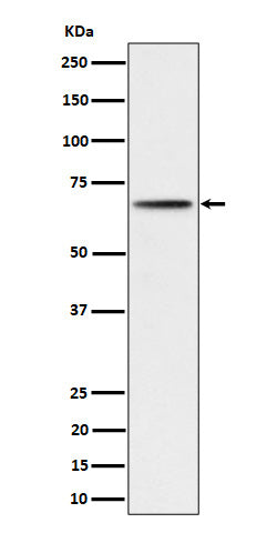 Western blot analysis of Phospho-P70 S6 Kinase beta (S371) expression in 293 cell lysate.