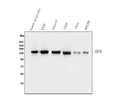 Anti-GM130 GOLGA2 Antibody Picoband® (monoclonal, 4G3)