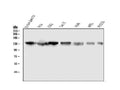 Anti-GM130 GOLGA2 Antibody Picoband® (monoclonal, 6D4)