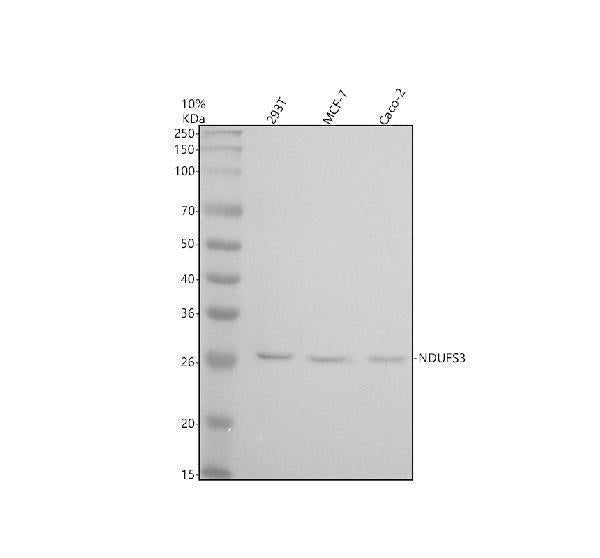 Anti-NDUFS3 Monoclonal Antibody