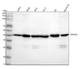 Anti-TMEM43 Rabbit Monoclonal Antibody