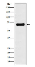 Western blot analysis of GRASP65 expression in MCF7 cell lysate.