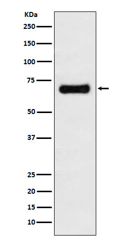 Western blot analysis of GRASP65 expression in MCF7 cell lysate.