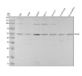 Anti-SEC62 Rabbit Monoclonal Antibody