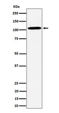 Western blot analysis of USO1 expression in HepG2 cell lysate.