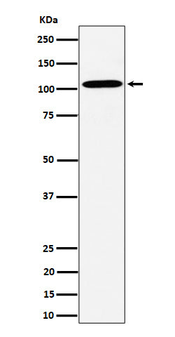 Western blot analysis of USO1 expression in HepG2 cell lysate.