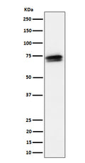 Western blot analysis of SSX2IP expression in HeLa cell lysate.