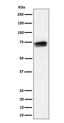 Western blot analysis of SSX2IP expression in HeLa cell lysate.