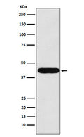 Western blot analysis of LHX2 expression in HeLa cell lysate.
