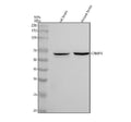 Anti-CRMP4 Rabbit Monoclonal Antibody