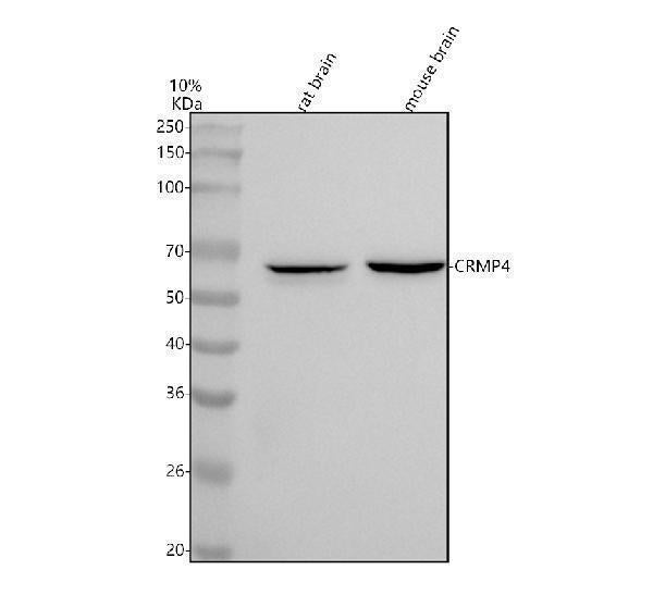 Anti-CRMP4 Rabbit Monoclonal Antibody