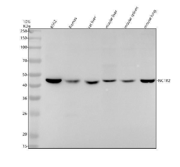 Anti-NCTR2 Rabbit Monoclonal Antibody