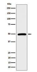 Western blot analysis of AMSH expression in HeLa cell lysate.