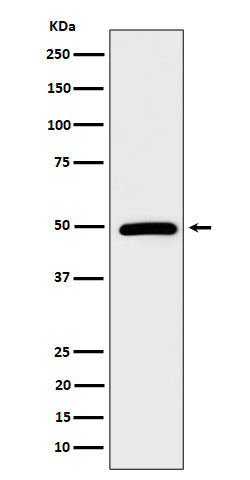 Western blot analysis of AMSH expression in HeLa cell lysate.