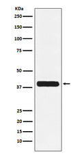 Western blot analysis of Glycophorin C expression in K562 cell lysate.