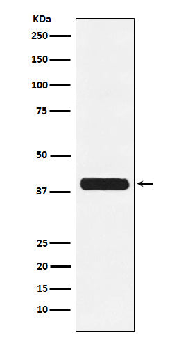 Western blot analysis of Glycophorin C expression in K562 cell lysate.
