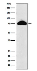 Western blot analysis of CD66b expression in Human plasma lysate.
