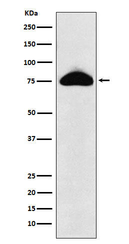 Western blot analysis of CD66b expression in Human plasma lysate.