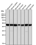 All lanes use the Antibody at 1:1K dilution for 1 hour at room temperature.