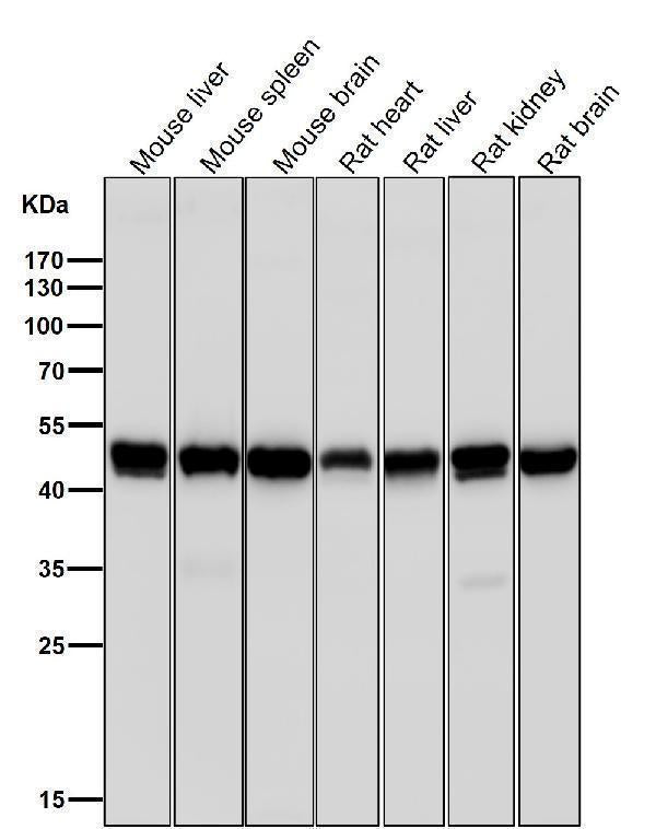 All lanes use the Antibody at 1:1K dilution for 1 hour at room temperature.