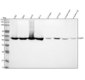 Anti-Flotillin 1 FLOT1 Rabbit Monoclonal Antibody