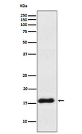 Western blot analysis of VAMP1 expression in Human cerebellum lysate.