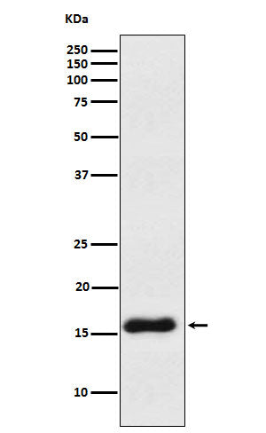 Western blot analysis of VAMP1 expression in Human cerebellum lysate.