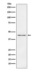 Western blot analysis of Carboxypeptidase A1+A2+B expression in Mouse pancreas lysate.
