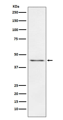 Western blot analysis of Carboxypeptidase A1+A2+B expression in Mouse pancreas lysate.