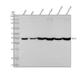 Anti-GOT2 Rabbit Monoclonal Antibody