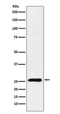 Western blot analysis of TNFSF9 expression in HEK293 cell lysate.
