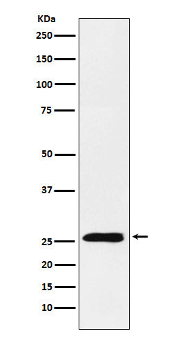Western blot analysis of TNFSF9 expression in HEK293 cell lysate.