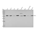 Anti-HoxC6 Rabbit Monoclonal Antibody