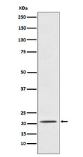 Western blot analysis of Placental Protein 14 / PAEP expression in TPA-treated K562 cell lysate.