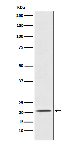 Western blot analysis of Placental Protein 14 / PAEP expression in TPA-treated K562 cell lysate.